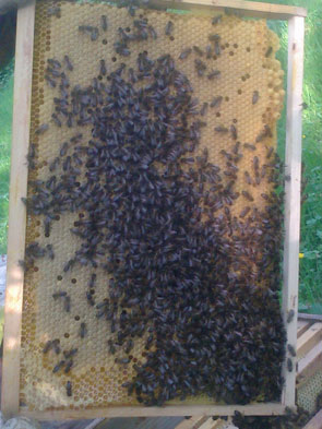 Les abeilles dans la ruche
